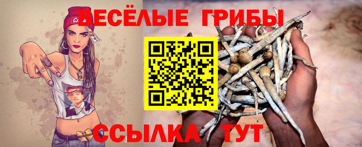 Псилоцибиновые грибы Cubensis  Вход с VPN  Псилоцибиновые грибы Cubensis  Карачаевск 